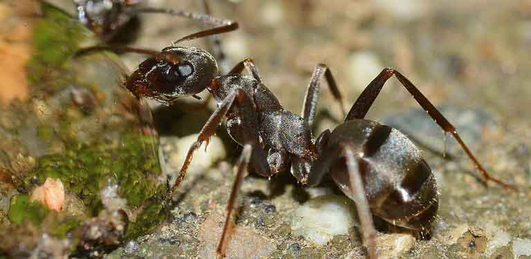 remove ants from car